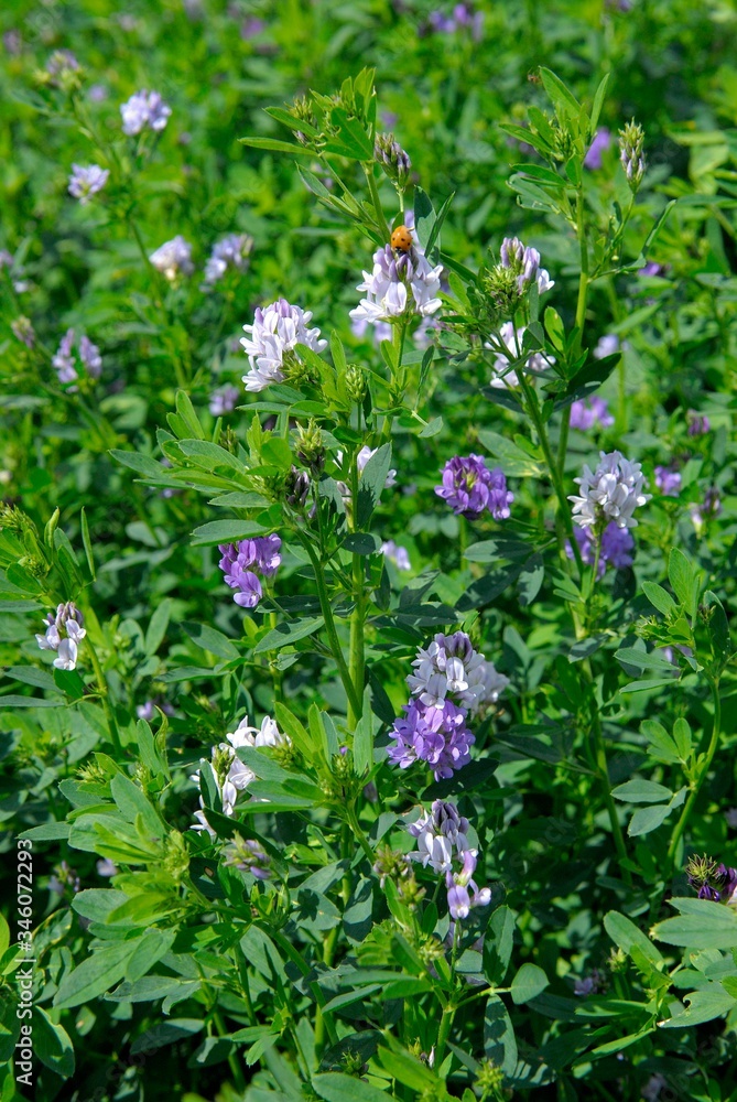 Champ de luzerne destiné à l'alimentation du bétail