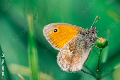 Small heath, Coenonympha pamphilus butterfly sit on small flower blossom