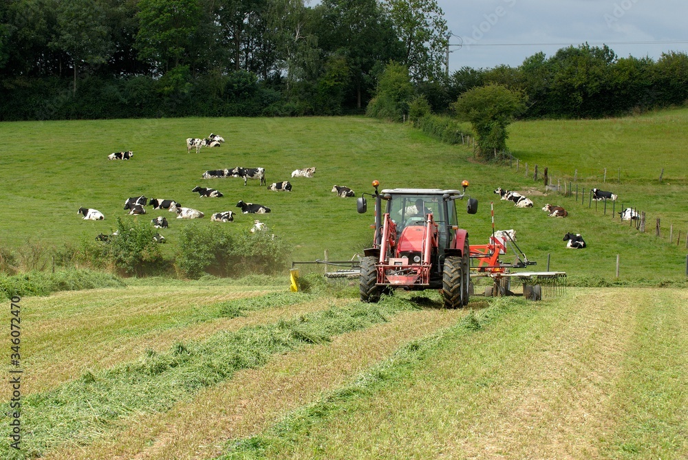 Obraz premium Andainage champ de luzerne, troupeau de vaches prim Holstein en arrière plan