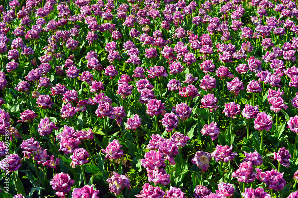 Naklejka premium a lot of red yellow lilac tulips in a garden together 