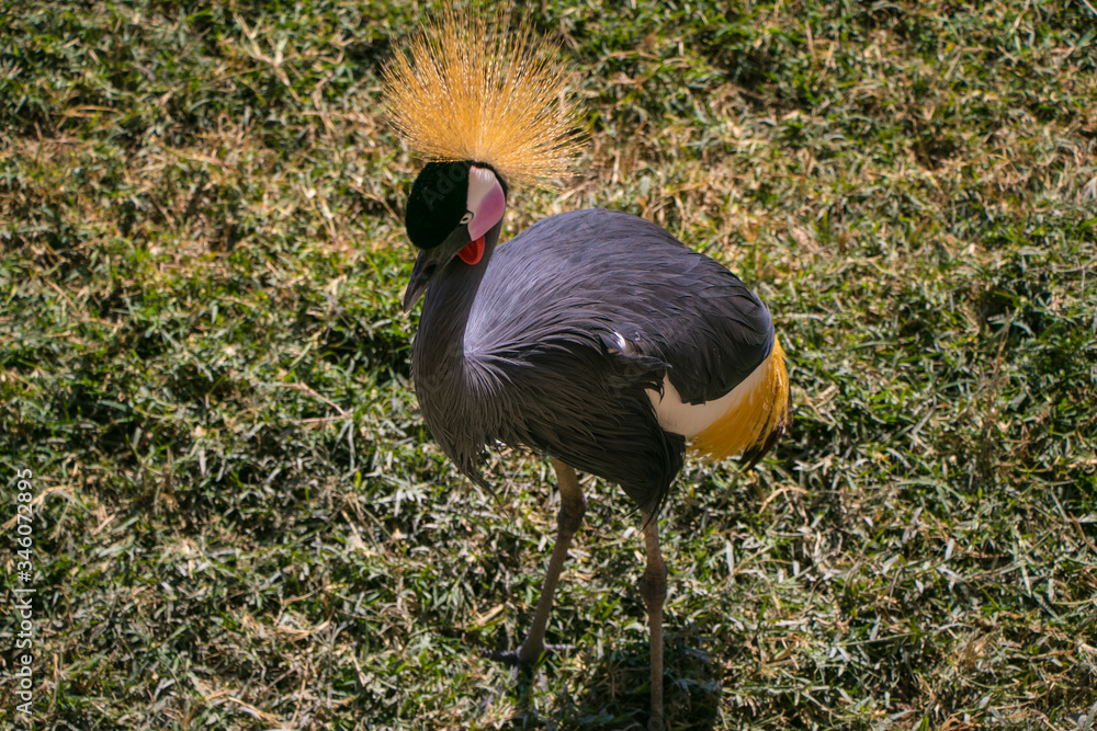 Fototapeta premium Ave exótica