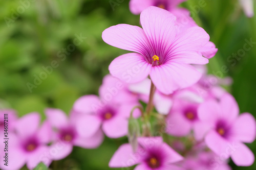 紫の花
