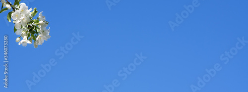 White flowers of an apple tree against a clear blue sky with place for text. An elongated image for a banner with space for text
