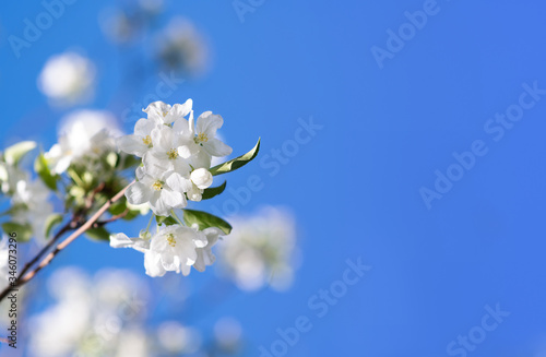 White flowers of an apple tree against a clear blue sky with place for text
