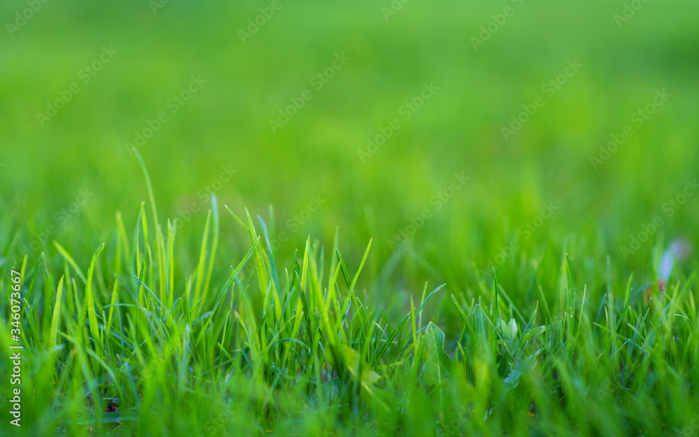 Spring or summer and grass field with green background Spring or summer and grass field with green background