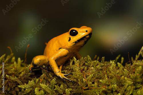 Young golden poison frog 