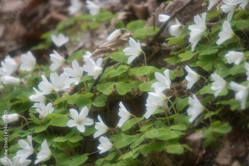 Oxalis griffithii photo