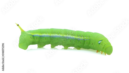 Closeup green caterpillar isolated on white background.