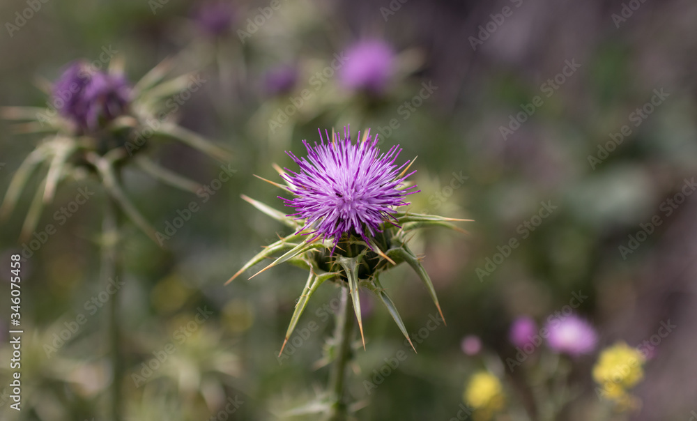 Nice purple flower of wild thistle. Macro image of a flower. Nice purple flower of wild thistle. Macro image of a flower.