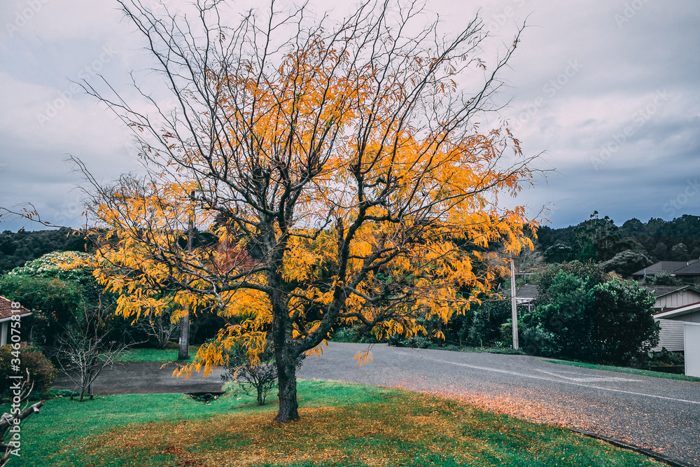 Naklejka premium autumn fall color leaves leaf