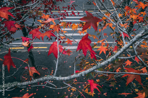 autumn fall color leaves leaf