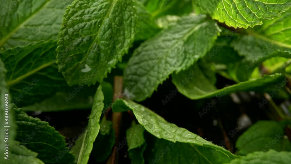 Green leaves of mint covered with waterdrops. View of micro world around green flora. Camera moving backwards. Slider macro shot, 4K Green leaves of mint covered with waterdrops. View of micro world around green flora. Camera moving backwards. Slider macro shot, 4K
