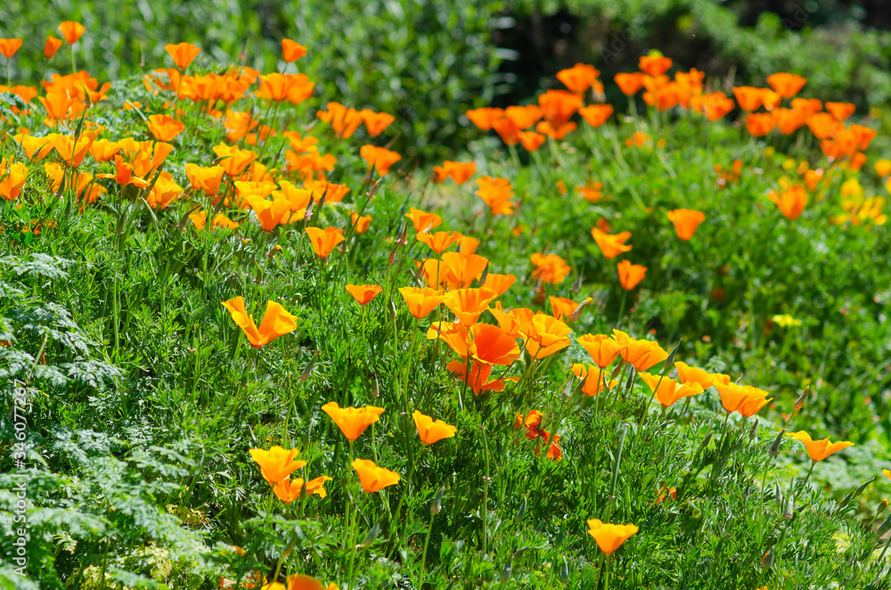 Blooming California Poppies 