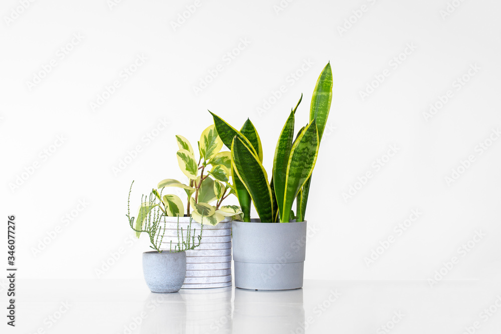 Three houseplants in pots isolated against a white background with copy space. Plants include a sansevieria, peperomia and a succulent. - obrazy, fototapety, plakaty 
