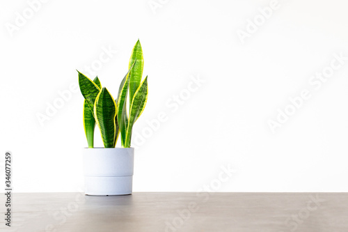 Sansevieria houseplant in a white pot on a concrete table isolated against a white background with copy space
