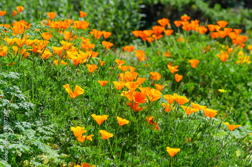 Blooming California Poppies "Super Bloom"