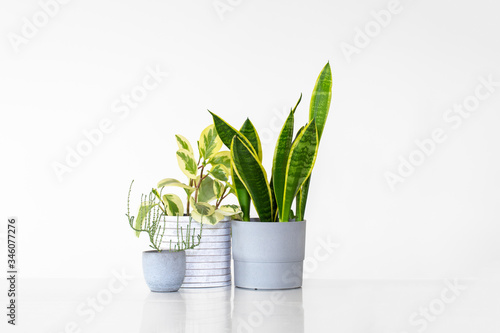 Three houseplants in pots isolated against a white background with copy space. Plants include a sansevieria, peperomia and a succulent.