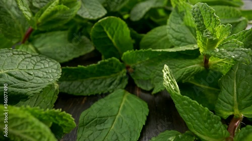 Wallpaper Mural Camera moving forward among mint foliage. Rich green color. Plants growing at home. Slider macro shot, UHD Torontodigital.ca