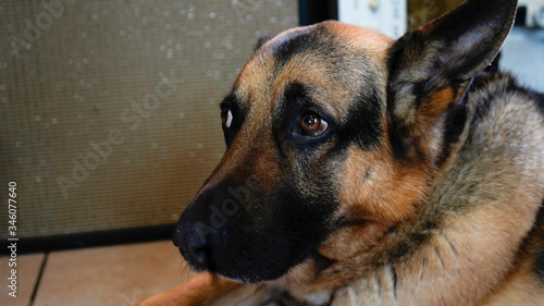 Close up of the face of a German Shepherd dog at home with sad and pleading eyes
