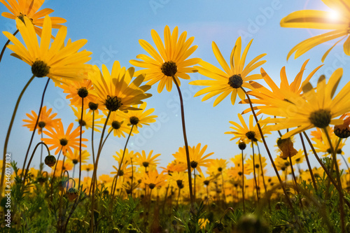 Yellow flowers in a field in nature with a blue sky backdrop on a sunny day with lens flare.