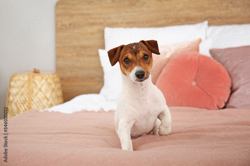 Cute dog on bed in room