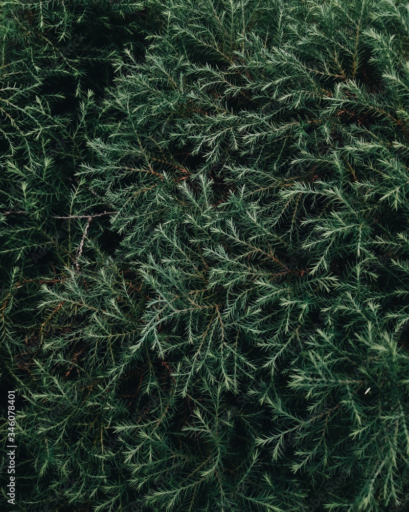 Dark green leaves pattern. Abstract leafs. Foliage wood thuja. Nature background texture. Flat lay. Copy space. Close-up.