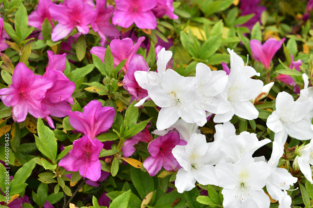 Image of White and red azalea flowers Image of White and red azalea flowers