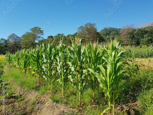 Baby Corn Trees with Blues Sky