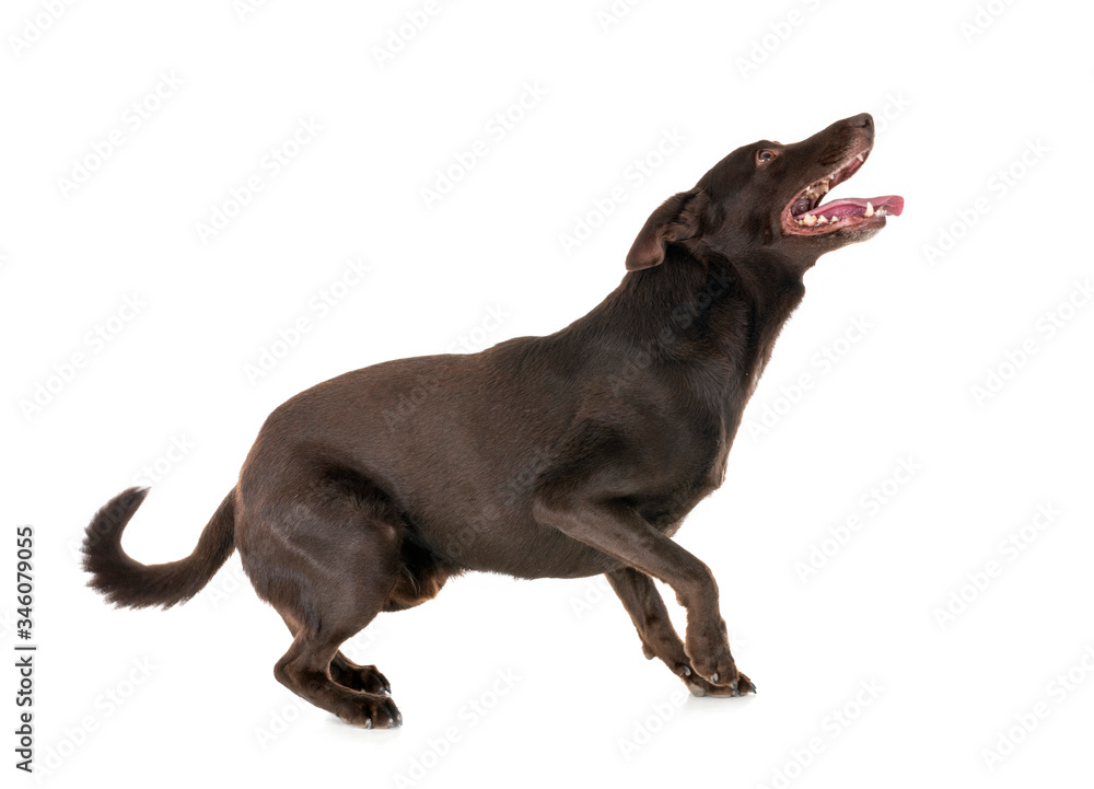 Obraz premium Australian Kelpie in studio