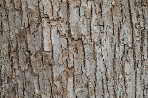 old tree with back as background 