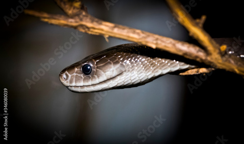 Black Mamba snake close-up