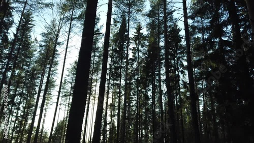 Sun Shining Through Trees In The Evening