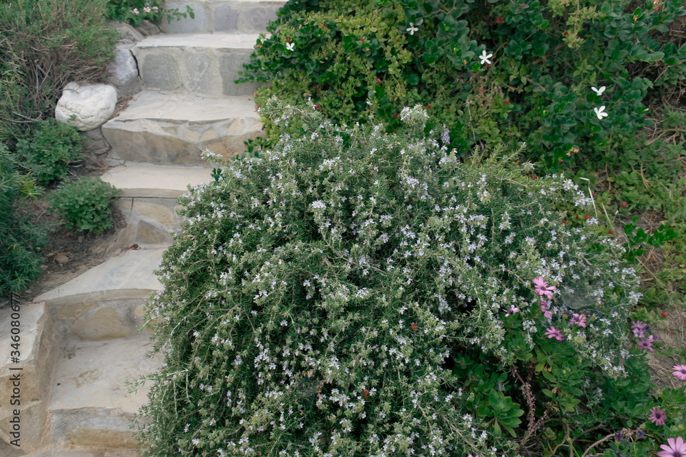 stone steps in the Park among low-growing plants
