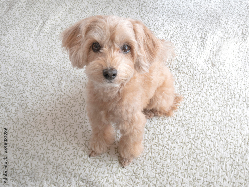 じっと座って見つめるかわいいアプリコットの小型犬 マルプー Stock Photo Adobe Stock じっと座って見つめるかわいいアプリコットの小型犬 マルプー Stock Photo Adobe Stock