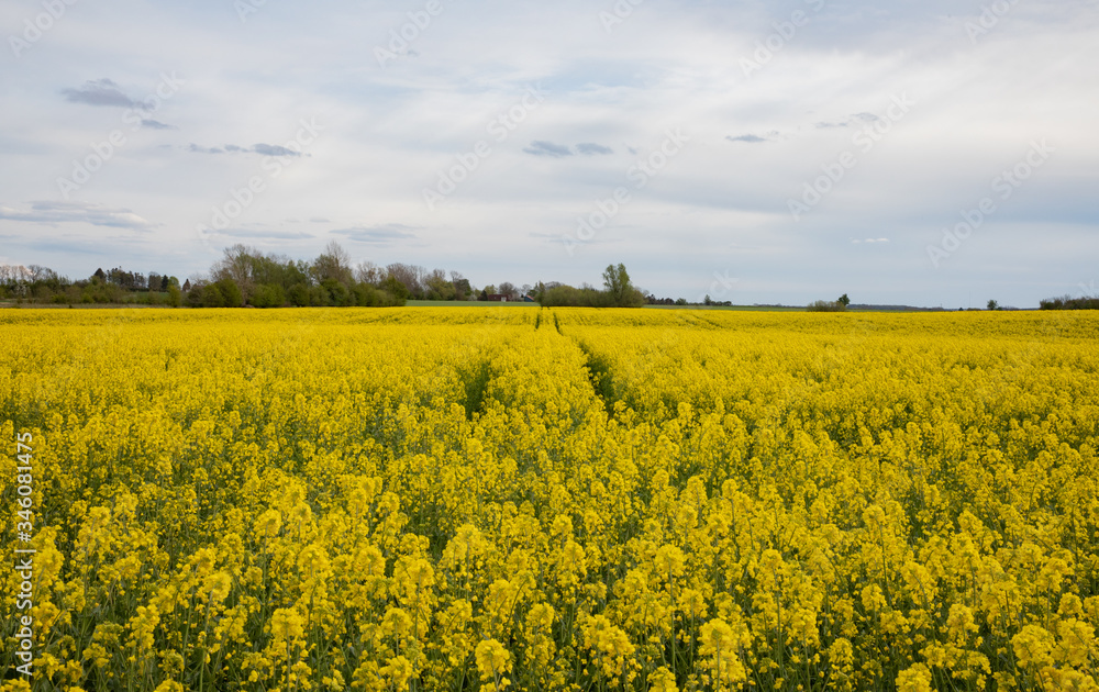 tracks going into the rapeseed field with crazy clouds tracks going into the rapeseed field with crazy clouds