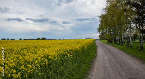 rapeseed field with a road panorama