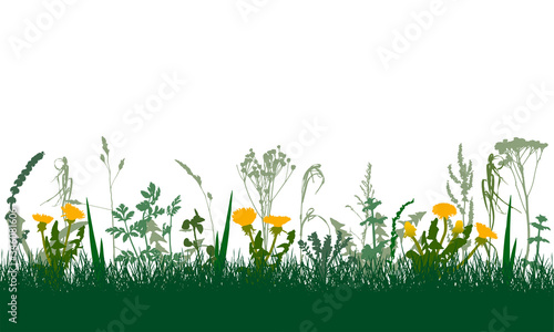 Meadow in spring, colorful plants and weeds and flowers. Vector illustration