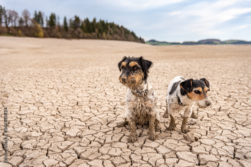Two cute little Jack Russell Terrier dogs are sitting in the parched Forggensee in Bavary Germany Two cute little Jack Russell Terrier dogs are sitting in the parched Forggensee in Bavary Germany