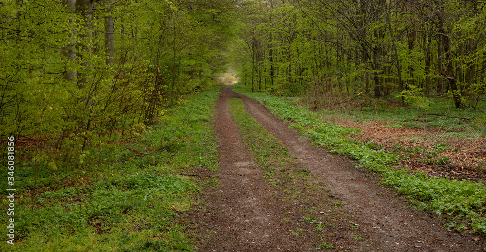 Fototapeta premium path in the woods