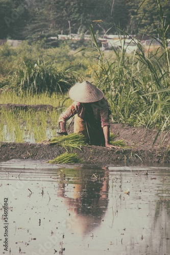 woman in rice fields