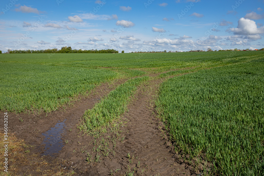 Tracks into the field of crops with blue sky and clouds 