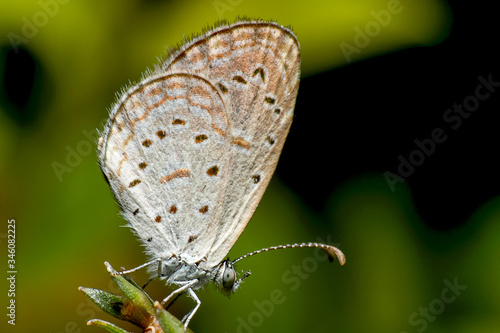 Wallpaper Mural Macro photo of beautiful small butterfly brown and white color on the green tree branch with green nature background. Torontodigital.ca