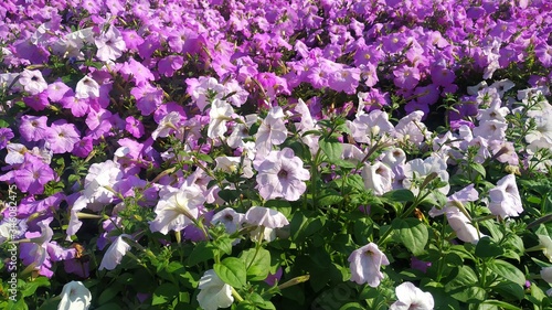 Photos floewr in the miracle garden