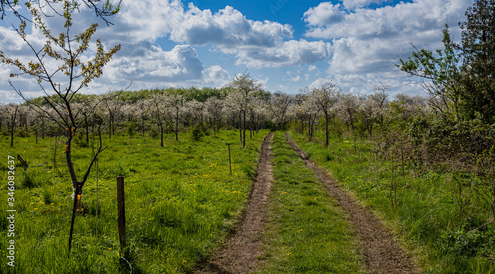 path into a apple tree path into a apple tree