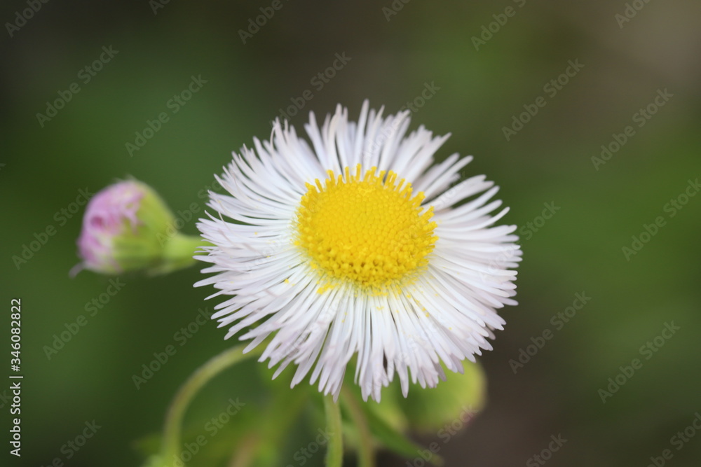 Obraz premium ハルジオンの美しい花