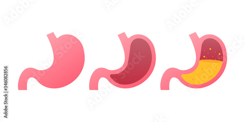 Stomach icon. Human internal organs symbol. Vector stock illustration.