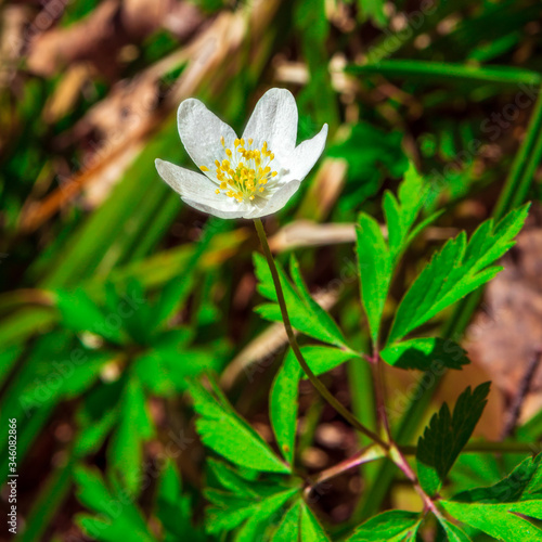 white flower in the forest, First flowers and brown leaves