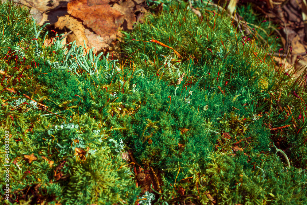 Close up of Cyan lichen and moss. summer in the forest. Green moss on grunge background Close up of Cyan lichen and moss. summer in the forest. Green moss on grunge background