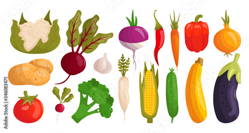 Set cartoon vegetables vector illustration isolated on white background. Radish, beetroot, potato, pepper, cucumber, tomato, eggplant, carrot, cauliflower, broccoli, corn, garlic, horseradish, onion.