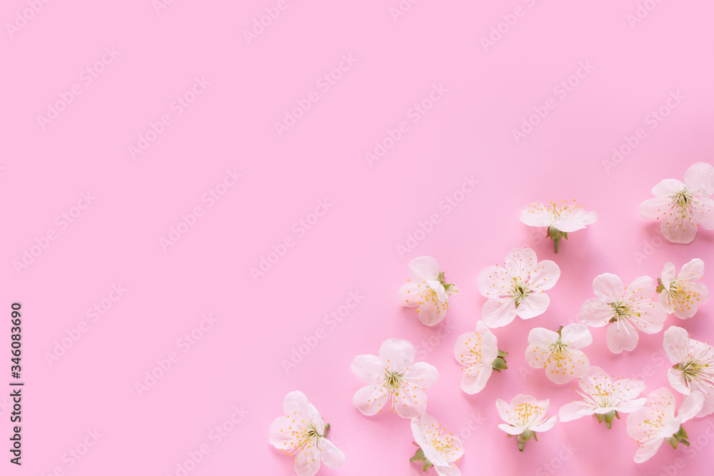 White Cherry Flowers on pink background.Empty template ,  greeting card  for Mother's day, women's day, 8 march, birthday, easter, spring card, wedding, invitation. Spring background.